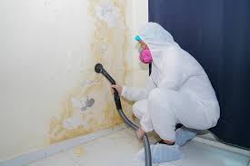 Trusted Bradley, WV Mold Removal Experts